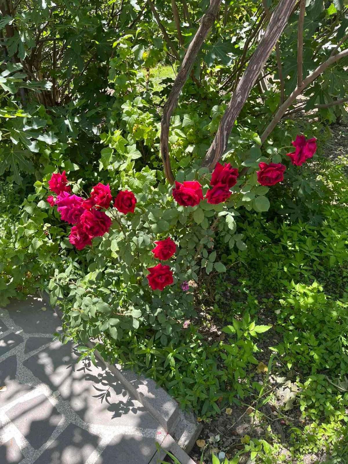 Ekas Rosengarten Gori Eksteriør bilde
